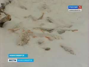 Новосибирские рыбаки сообщили о массовом заморе рыбы в Оби. Фото: Вести.Ru
