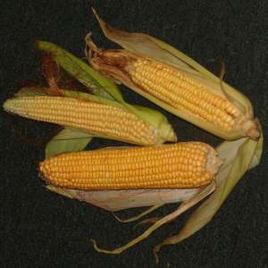 Что общего у человека с кукурузой? Фото: Наука и Жизнь