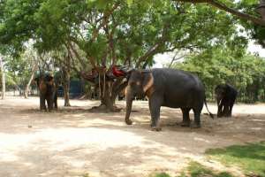 Слоны в Таиланде. Фото: http://www.vokrugsveta.ru