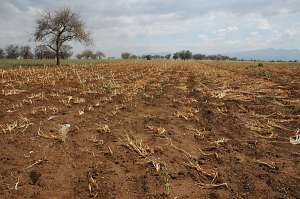 Погибшее поле в Танзании (фото Dwight Seaggreen / Michigan State University).