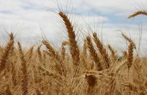 Повышение температуры вызывает преждевременное созревание пшеницы. (Фото enoch.)