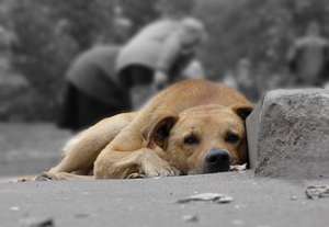 Бездомные собаки. Фото: http://www.1news.az
