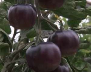 Израильтяне вырастили чёрные помидоры. Фото: http://www.membrana.ru