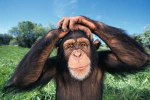 Шимпанзе. Фото: http://science.compulenta.ru