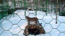 Леопард Алоус ведет наблюдение за соседним вольером, где живет самка Чери. Фото с сайта WWF 