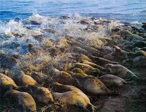 Тюлени на Каспии. Фото: http://www.vokrugsveta.ru