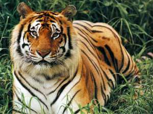 Власти индийского штата Раджастхан на севере страны переселили целую деревню, чтобы спасти бенгальских тигров из заповедника Сариска. Фото: http://givotnie.com/