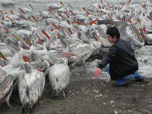 Кудрявые пеликаны в Дагестане. Фото: http://lince.ru