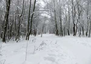 Зимний лес. Фото: http://zhurnal.lib.ru