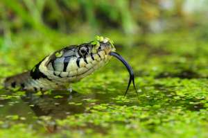 Змеи используют свой язык для осязания, но не для питья. (Фото Picture Hooked.)