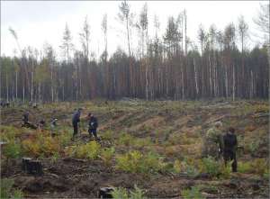 Восстановление сгоревшего леса. Фото: http://www.gov.cap.ru