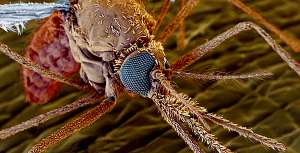 Расцвеченная электронная микрофотография москита Anopheles — переносчика малярии (фото Photo Researchers).