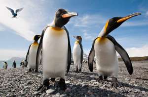 Королевские пингвины. Фото: http://bigpicture.ru