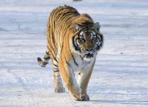 Амурский тигр. Фото: http://www.worldtiger.net