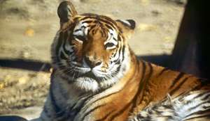 Россия подарит Ирану две пары амурских тигров. Фото: Голос России