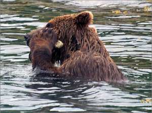 Британский учёный запечатлел на плёнку использование инструмента медведем (фото Volker Deecke). Фото: Вести.Ru