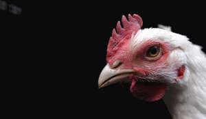 У ста куриц в Южной Корее обнаружены симптомы птичьего гриппа. Фото: Голос России