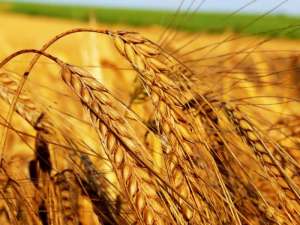 Пшеница. Фото: http://www.sibai.ru
