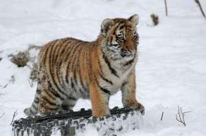 Амурский тигр. Фото: http://proxvost.info