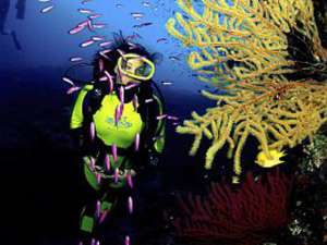 Коралловые рифы приспосабливаются к процессу глобального потепления Земли. Такую оптимистичную гипотезу выдвинула международная группа исследователей во главе с Джеймсом Квестом из австралийского Университета Нового Южного Уэльса. Фото: http://www.globallookpress.com/