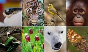 Биоразнообразие. Фото: http://guardian.co.uk