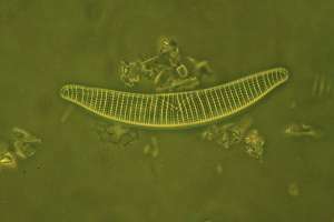 Одна из многочисленных диатомовых водорослей (фото Hans de Vries).