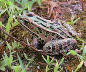 Леопардовая лягушка. Фото: http://eublepharis.ru
