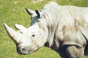 Белый носорог. Фото: http://floranimal.ru