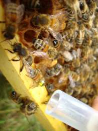 Симбиотические бактерии, обитающие в пчелином организме, защищают их от патогенов и укрепляют здоровье (фото Indiana University).