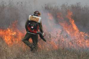 Тростниковые пожары в Астраханской области. Фото: http://forestforum.ru