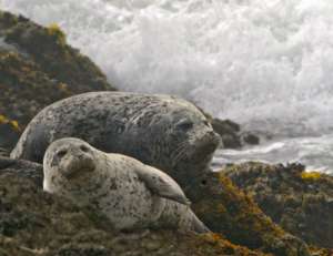 Пятнистые тюлени. Фото: http://nnm.ru