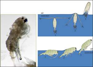 Веслоногий рачок Anomalocera ornata (слева) и рисунок, иллюстрирующий прыжок рачка из воды (фото и рисунок авторов исследования).
