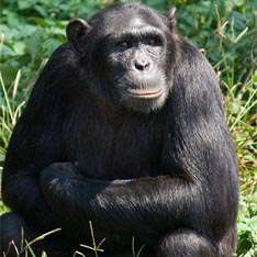 Шимпанзе Наташа убила ученых интеллектом. Фото: Утро.ru