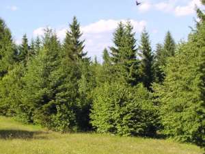 Молодой лес. Фото: http://cit.ua