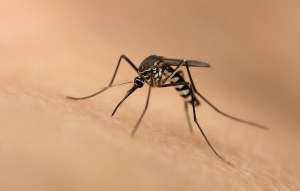 Комар желтолихорадочный (Aedes aegypti) (фото Impian).
