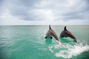 Дельфины-друзья копируют движения друг друга. Фото с сайта http://science.compulenta.ru