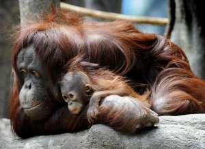 Орангутанги. Фото: http://animalpicture.ru
