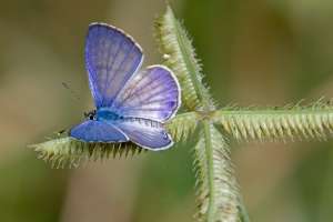 Miami Blue Butterfly. Фото: http://miami-blue-chapter-naba.blogspot.com