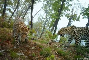 Парк &quot;Земля леопарда&quot;. Фото WWF с сайта http://www.pk25.ru