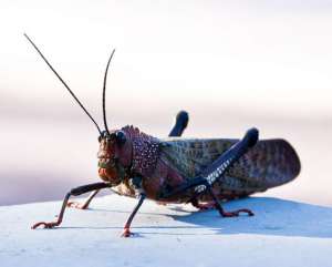 Вещество экзоскелета насекомых отличается от прочных белков кератинов, составляющих основу ногтей и волос человека. Фото oggywaffler/Flickr.com
