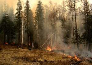 Лесной пожар. Фото: http://www.chaspik.spb.ru