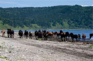 Одичавшие лошади Кунашира. Фото: http://forum.zoologist.ru