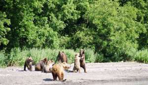 В Японии из зоопарка сбежали дикие медведи. Фото: Голос России