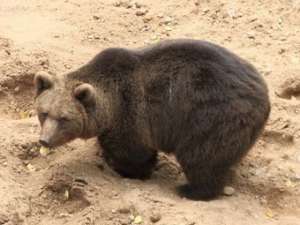 Медведь из Лигатненского заповедника. Фото Delfi