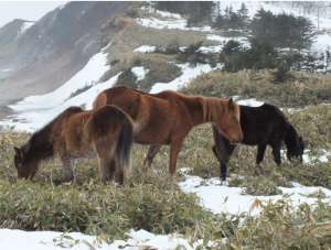 Одичавшие лошади из Курильского заповедника. Фото: http://sakh.com