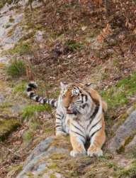Дальневосточные специалисты переняли опыт шведов для поддержки амурских тигров. Фото: WWF / Claes Andren