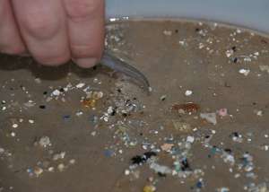 Диаметр пластиковых частиц иногда меньше миллиметра. (Фото Sea Education Association.)