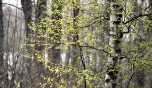 Аллергологи: зеленая пыльца опасна для здоровья. Фото: Голос России