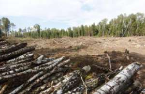 Вырубка Цаговского леса. Фото: http://novostimo.ru