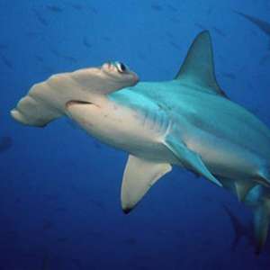 Двойной удар по акуле-молоту. Фото: Наука и Жизнь